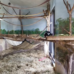 Rosamond Gifford - Colobus