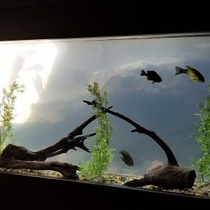 Rosamond Gifford - Signed as large mouth bass, rock bass, bluegill, pumpkinseed sunfish