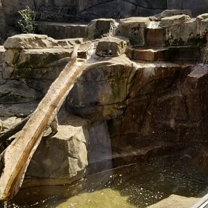 Rosamond Gifford - North american river otters