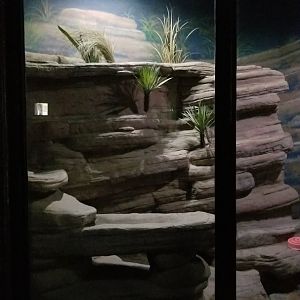 Rosamond Gifford - Fennec fox