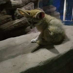 Rosamond Gifford - Fennec fox