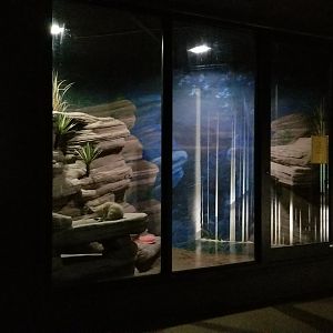 Rosamond Gifford - Fennec fox