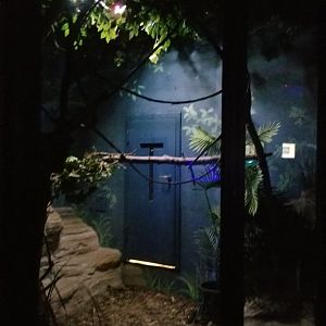 Rosamond Gifford - Southern lesser galago exhibit