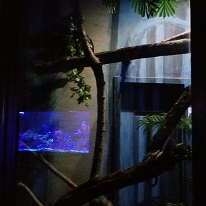 Rosamond Gifford - prehensile tailed skink exhibit