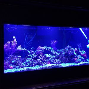 Rosamond Gifford - Yellow-banded pipefish tank