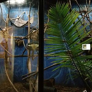 Rosamond Gifford - Sloth