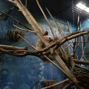 Rosamond Gifford - Sloth