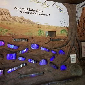 Rosamond Gifford - Naked Mole-rats