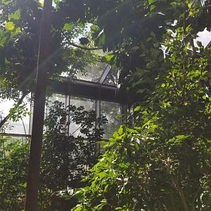 Rosamond Gifford - Tropical aviary