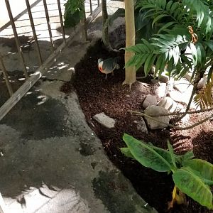 Rosamond Gifford - Tropical aviary, luzon bleeding heart dove