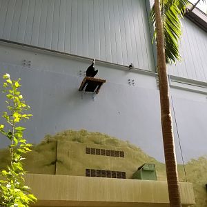 Rosamond Gifford - Tropical aviary