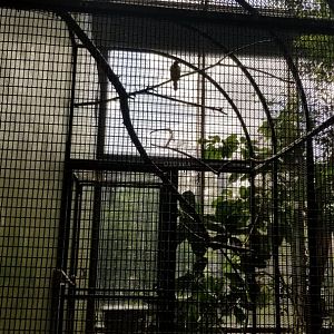 Rosamond Gifford - Tropical aviary