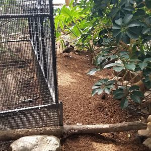 Rosamond Gifford - Tropical aviary