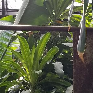 Rosamond Gifford - Tropical aviary