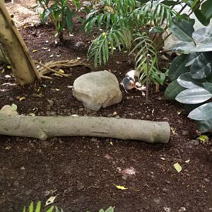 Rosamond Gifford - Tropical aviary, Luzon bleeding heart dove