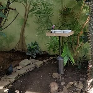 Rosamond Gifford - Tropical aviary, pigeons