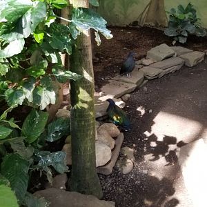Rosamond Gifford - Tropical aviary, Nicobar pigeons