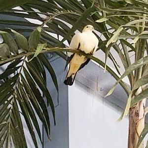 Rosamond Gifford - Tropical aviary