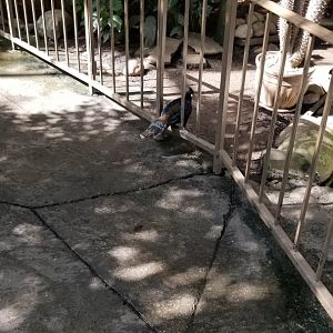 Rosamond Gifford - Tropical aviary