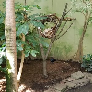 Rosamond Gifford - Tropical aviary, sloth
