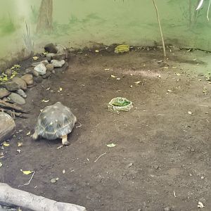 Rosamond Gifford - Tropical aviary, tortoise