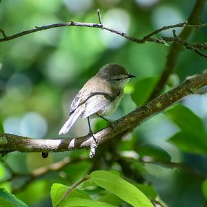 Brown Gerygone (Gerygone mouki)