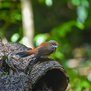 Rufous Fantail (Rhipidura rufifrons)