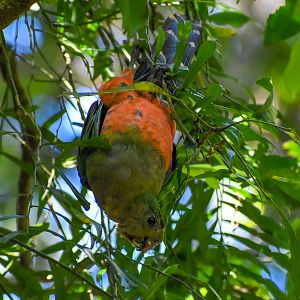 Australian King Parrot (Alisterus scapularis)