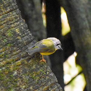 Pale-yellow Robin (Tregellasia capito)