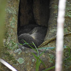 Short-eared Brushtail Possum (Trichosurus caninus)