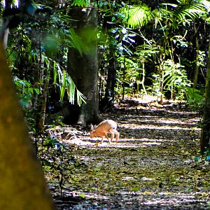 European Hare in the Rainforest!