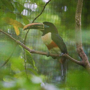 Chestnut-Eared Aracari (Pteroglossus castanotis)