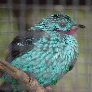 Spangled Cotinga (Cotinga cayana), Male