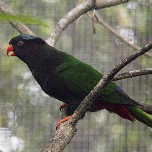 Stella’s Lorikeet (Charmosyna stellae), Male