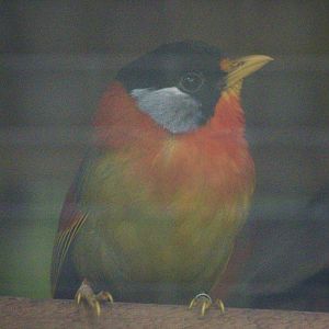 Silver-Eared Mesia (Leiothrix argentauris)