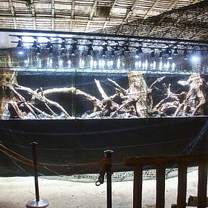 Upcoming Poison Frog Exhibit