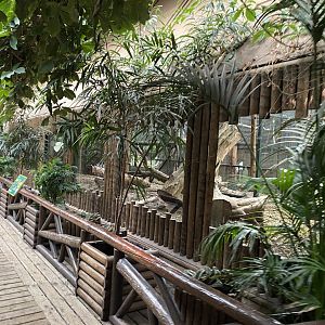 Monkey House - Mandrill enclosure 191021