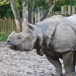 Indian rhinoceros 191021