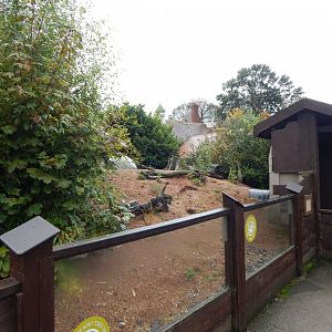Dwarf mongoose enclosure 191021