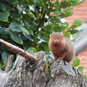 Dwarf mongoose 191021