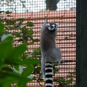 Lemur walkthrough - Ring-tailed lemur 191021