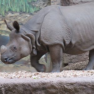 Indian rhinoceros