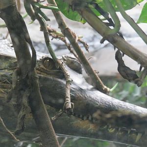 Tomistoma (False gharial)