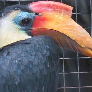 Wrinkled hornbill