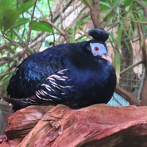 Malay crested fireback