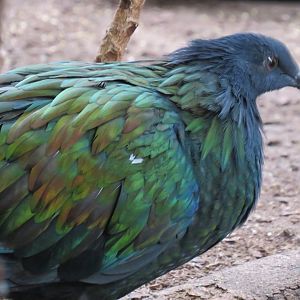 Nicobar pigeon