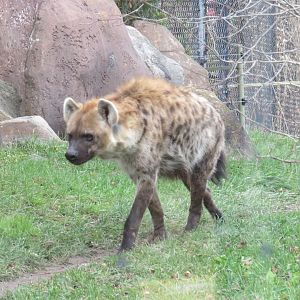 Spotted hyena
