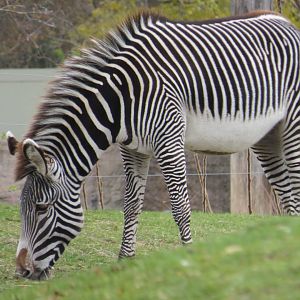 Grevy's zebra