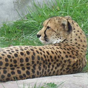 Cheetah