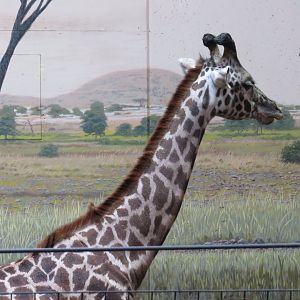 Masai giraffe